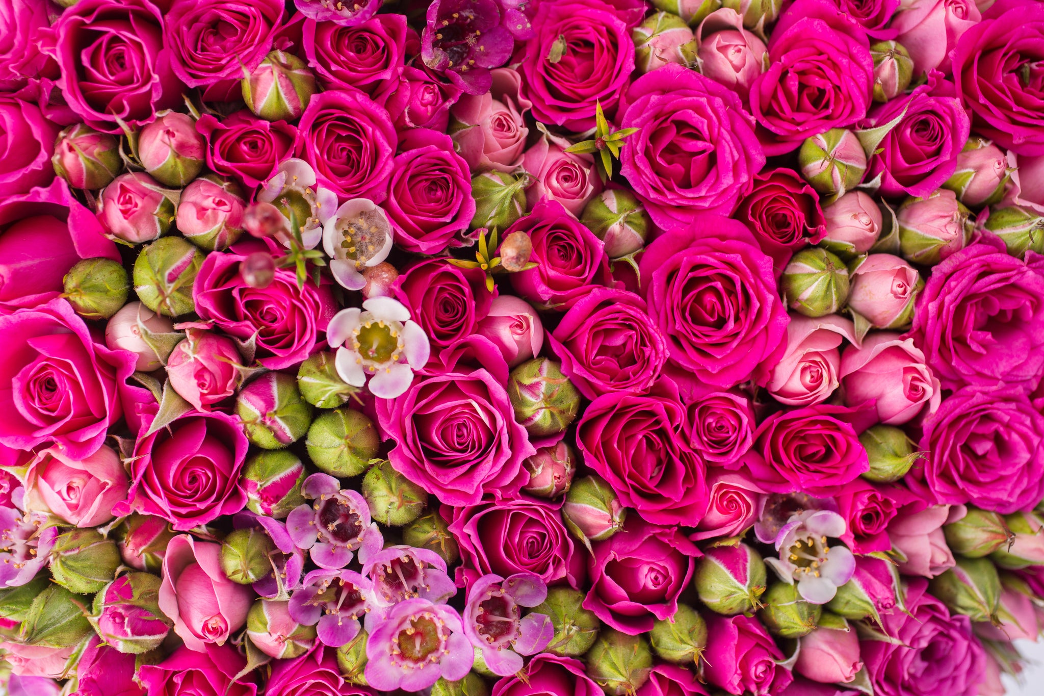 Meaning of colour in Roses!